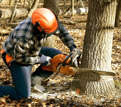 Tree Removal in Amherst, MA